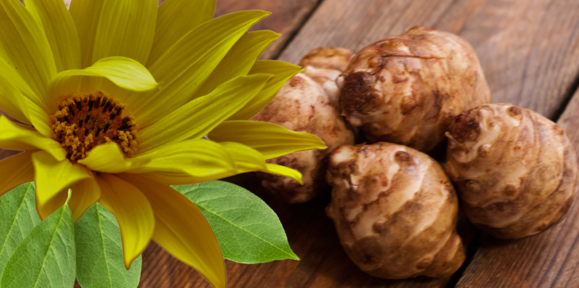 Icon Foods PreBiotica Jerusalem artichoke