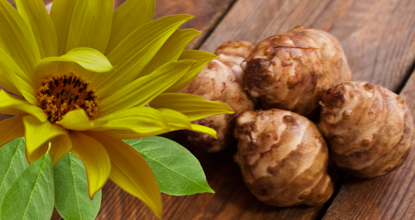 Icon Foods PreBiotica Jerusalem artichoke