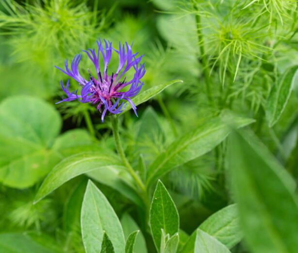 PreBiotica Chicory Root Inulin