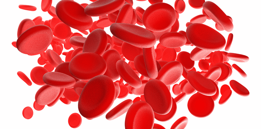 Human red blood cells