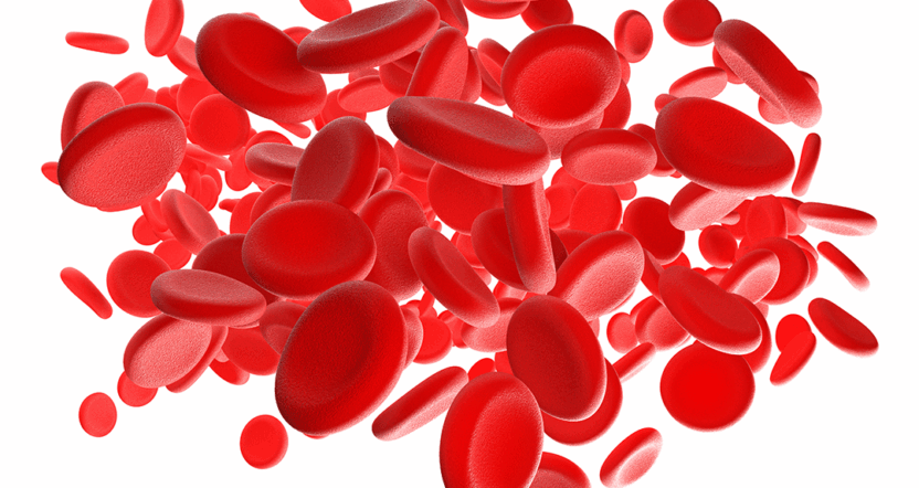 Human red blood cells