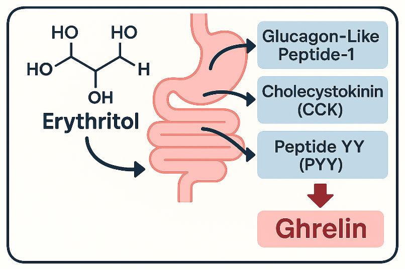 The Role of Erythritol and Xylitol in stimulating GLP-1 Gastrointestinal Hormones graphic