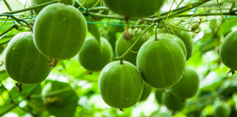 Monk fruit growing on a vine.