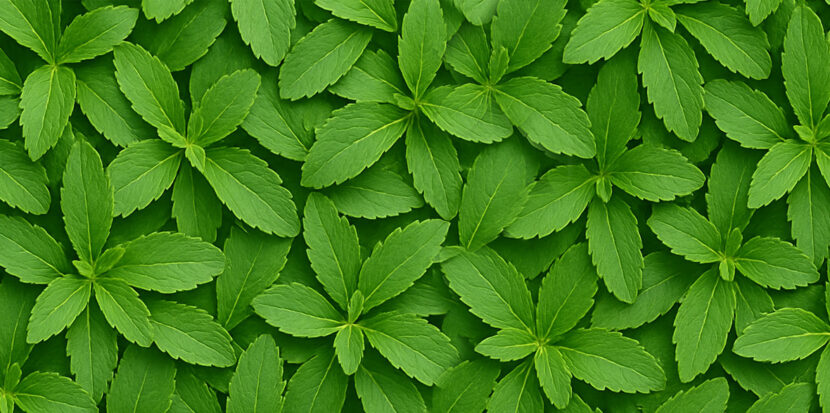 Stevia leaves