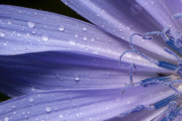 Chicory